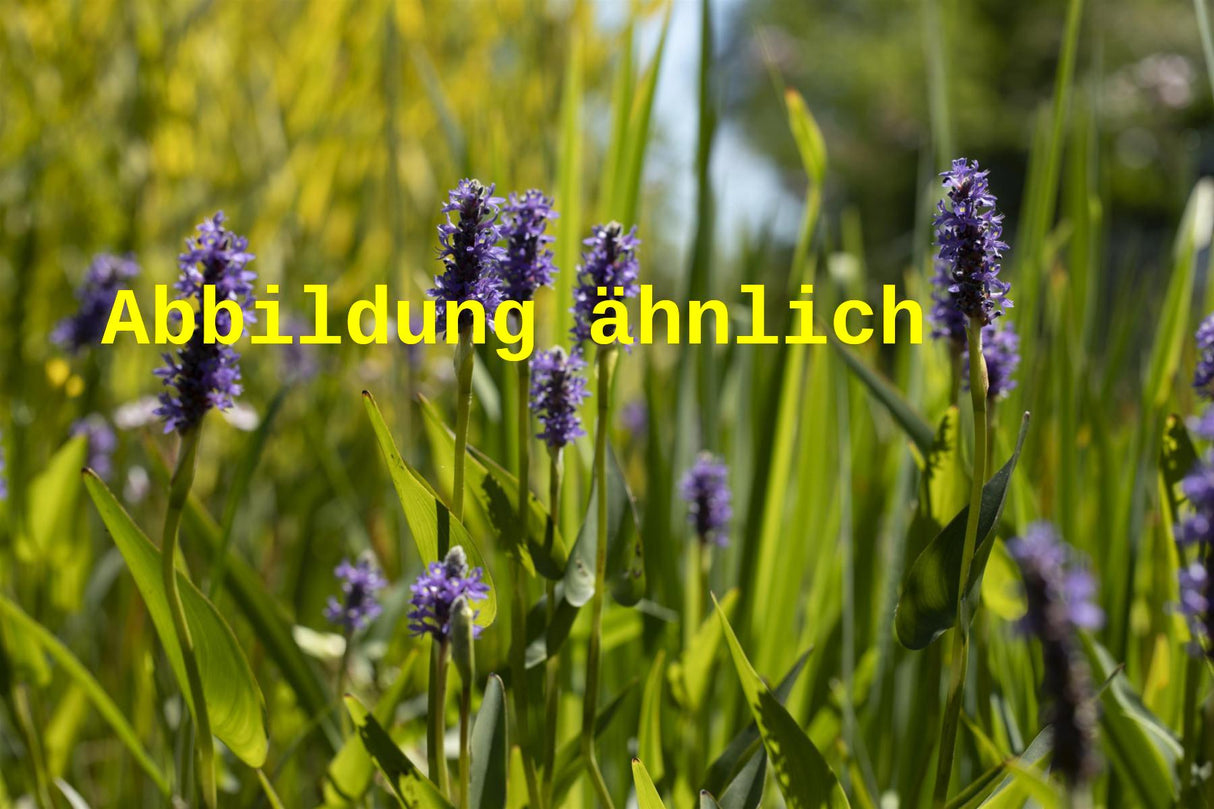 Genaues Foto für Pontederia cordata var. lanceolata folgt; dieses ähnliche Bild dient der Illustration von Lanzen-Hechtkraut