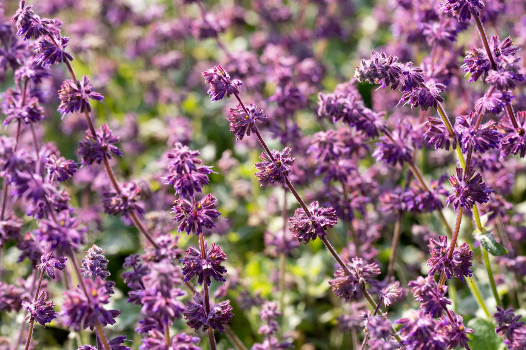 Salvia verticillata 'Purple Rain' (Quirlblütiger Garten-Salbei)