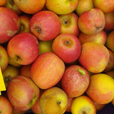 Apfel 'Holsteiner Cox' mittel; mit Früchten/Fruchtbehang; hoher Ertrag; Einsatzmöglichkeit z.B. : Ziergehölz; erhältlich von 150-200 bis 450-650 cm;;hier kaufen
