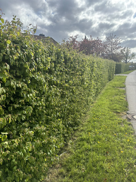 Carpinus betulus HkG 80602; als Hecke; anspruchslos;;ab 1,22 Euro