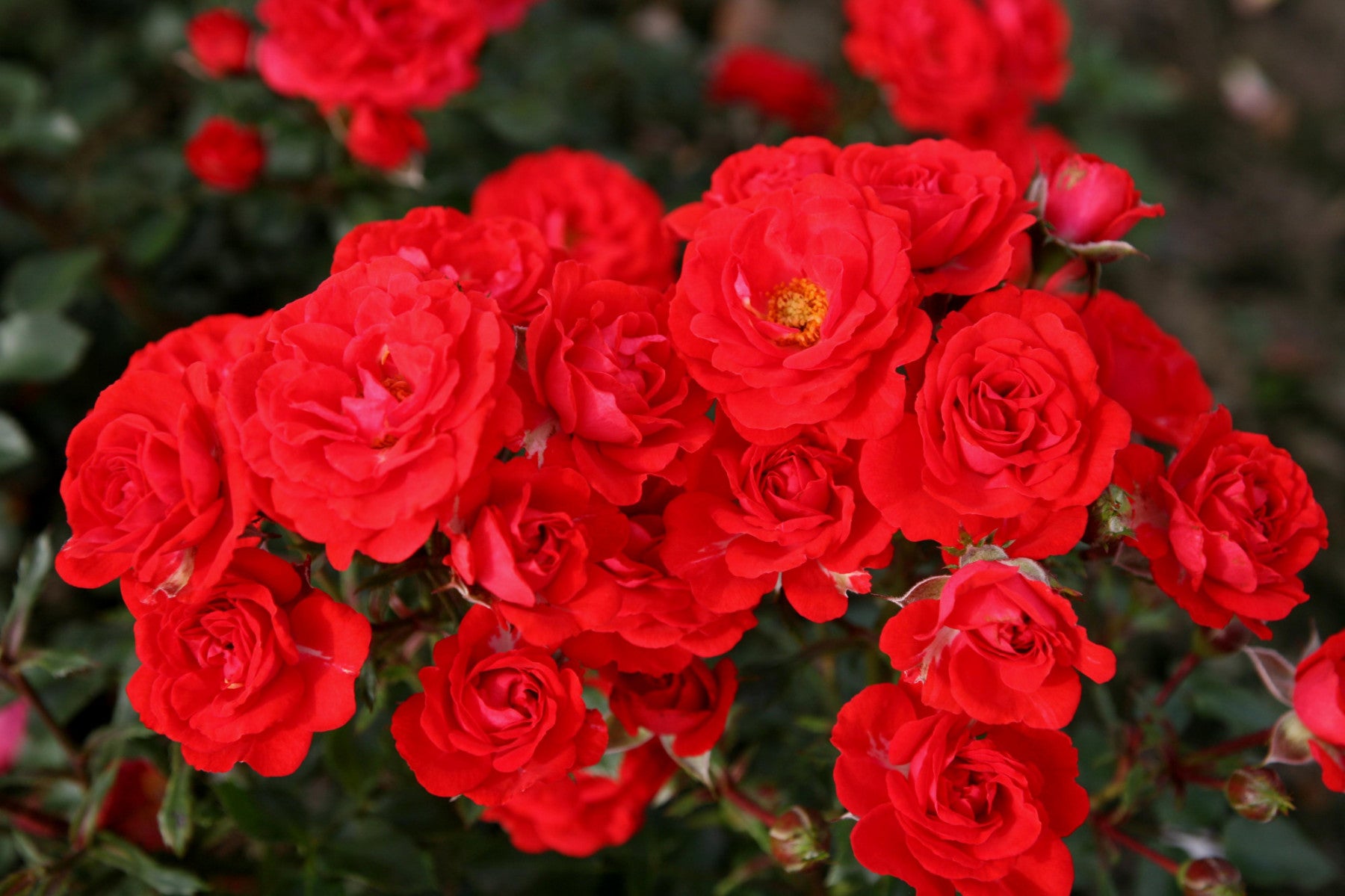 Rosa 'Zwergenfee 09' Z (Zwergrose 'Zwergenfee 09' -R-)
