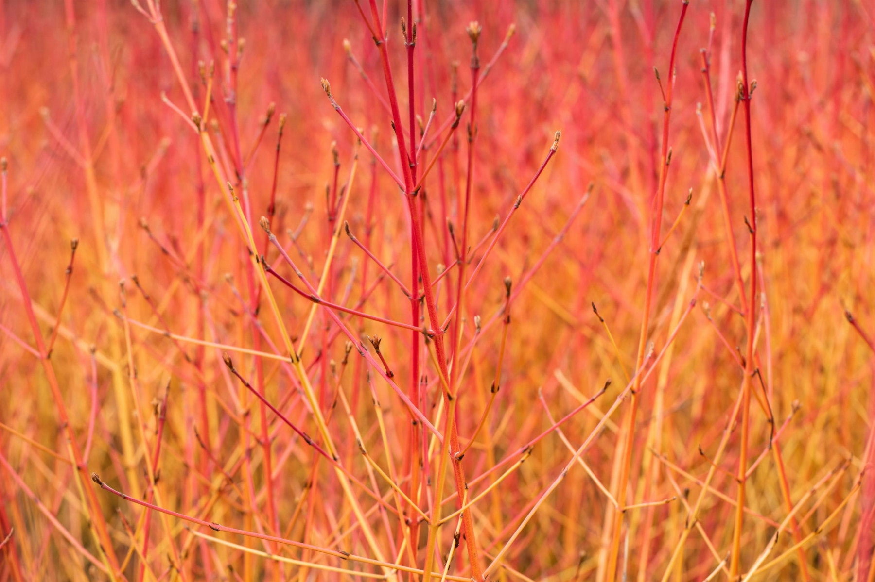 Cornus sanguinea 'Midwinter Fire' (Roter Hartriegel 'Midwinter Fire')