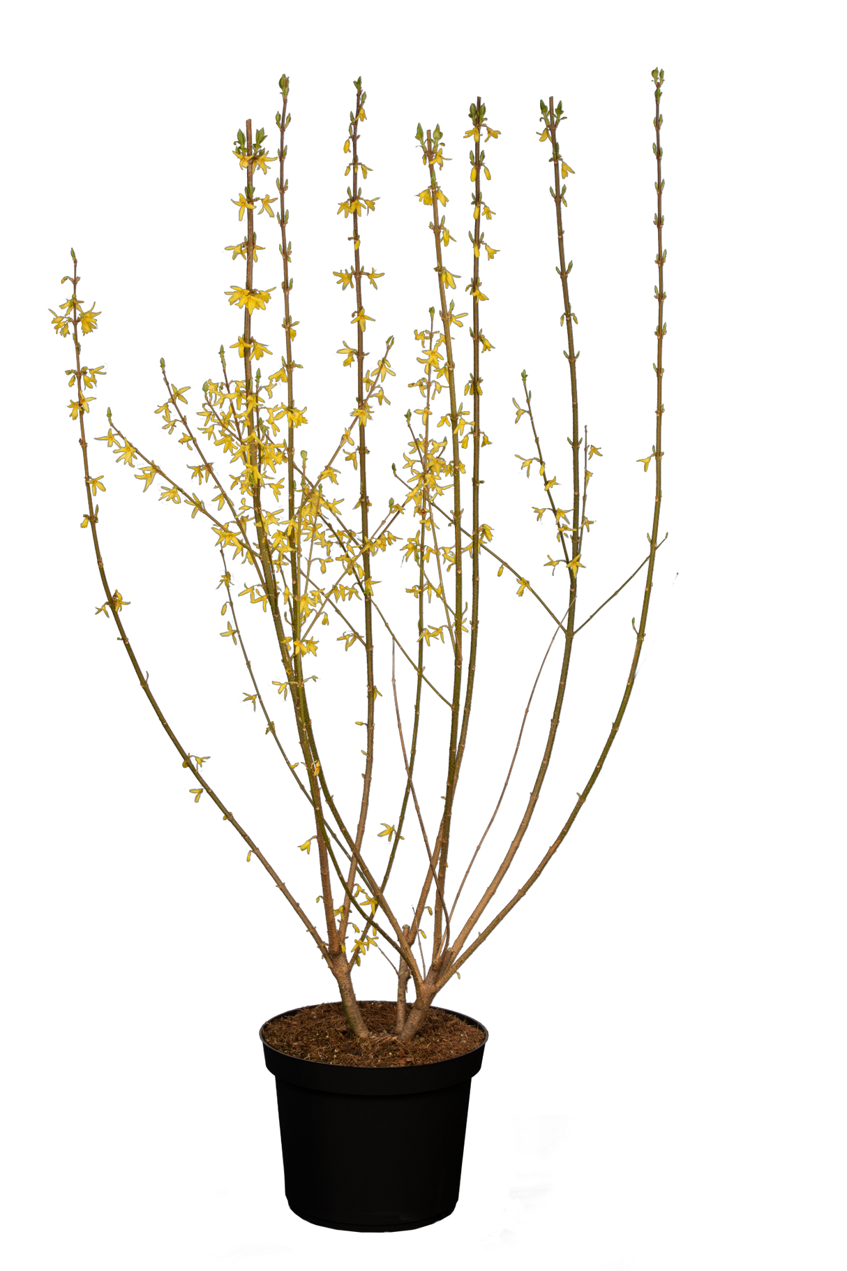 Forsythia intermedia 'Spectabilis'; hier im Topf; dekorative Blüten; Einsatzmöglichkeit z.B. : Frühlingsblüher;;Pflanzen vom Profi