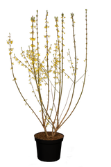 Forsythia intermedia 'Spectabilis'; hier im Topf; dekorative Blüten; Einsatzmöglichkeit z.B. : Frühlingsblüher;;Pflanzen vom Profi