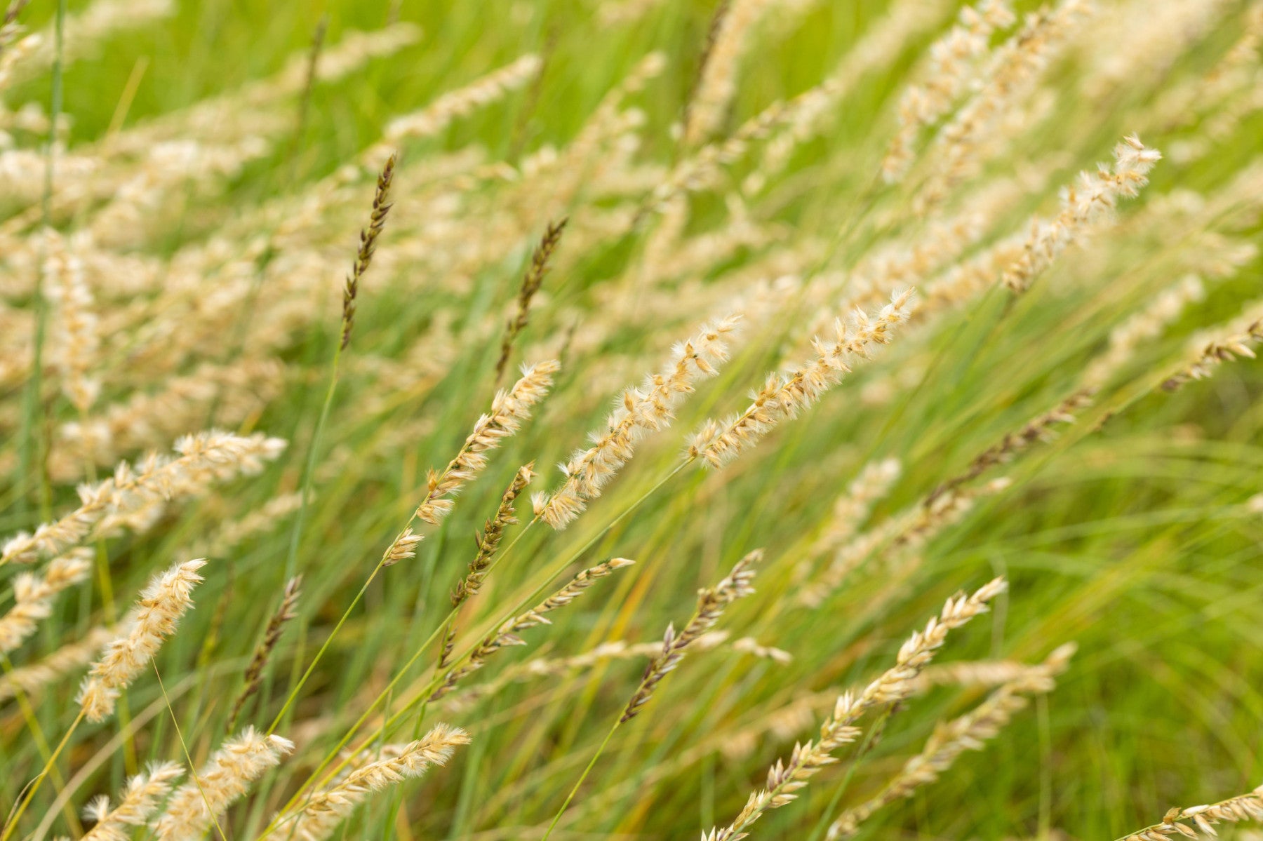 Bouteloua gracilis (Schlankes Moskitogras)