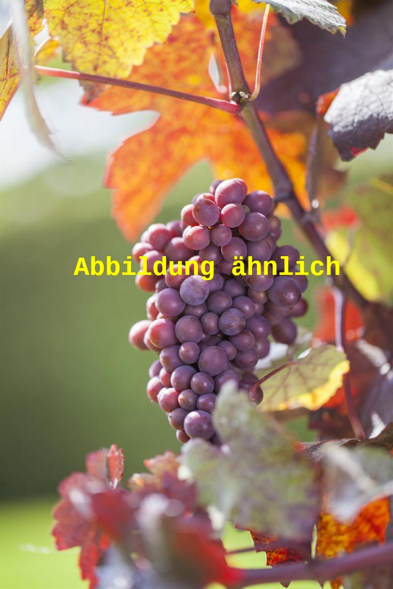 Vitis 'Vanessa' (Tafeltraube 'Vanessa' -R-)
