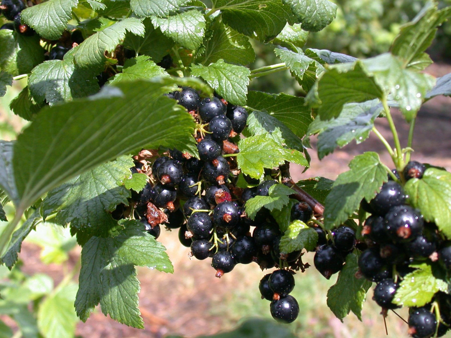 Ribes nigrum 'Ben Tirran' (Johannisbeere 'Ben Tirran' -S-)