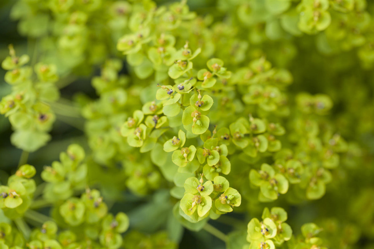 jahreszeitbedingt sehen Pflanzen unterschiedlich aus.
