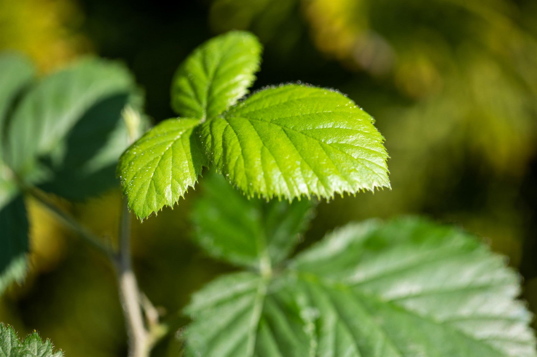 Rubus id. 'Golden Bliss' (Himbeere 'Golden Bliss')