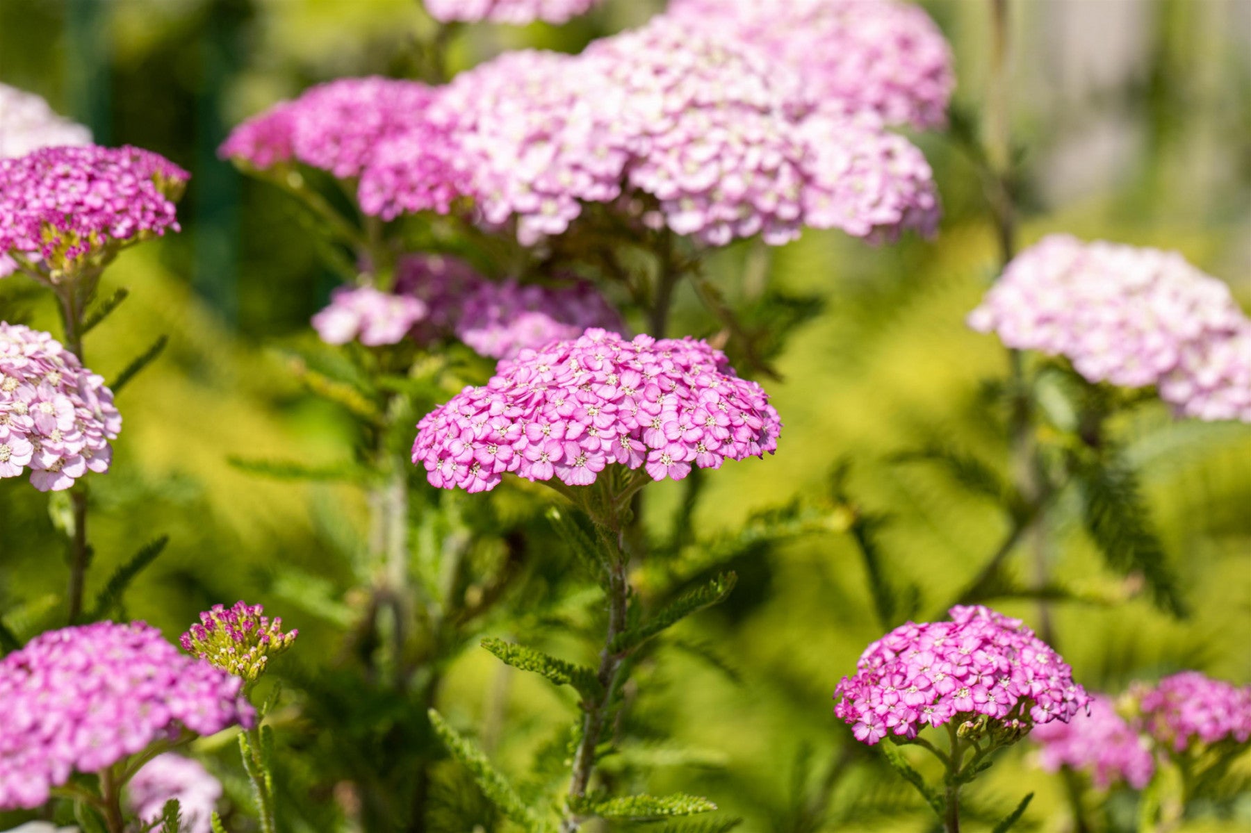 Achillea millefolium (Gewöhnliche Schaf-Garbe)