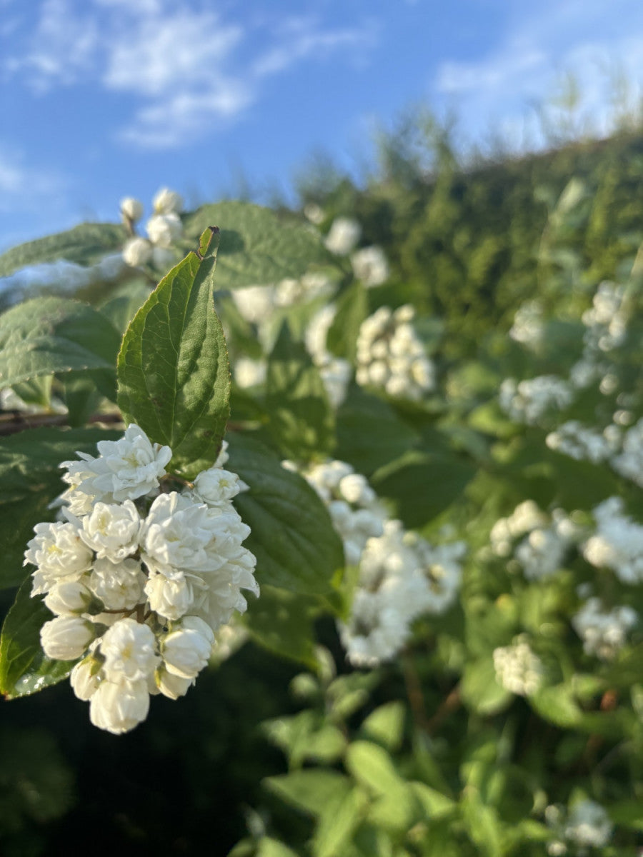 Deutzia scabra 'Crenata Plena'; hier mit Blüte; blühfreudig; Einsatzmöglichkeit z.B. : Hecke;;günstig mit Qualität