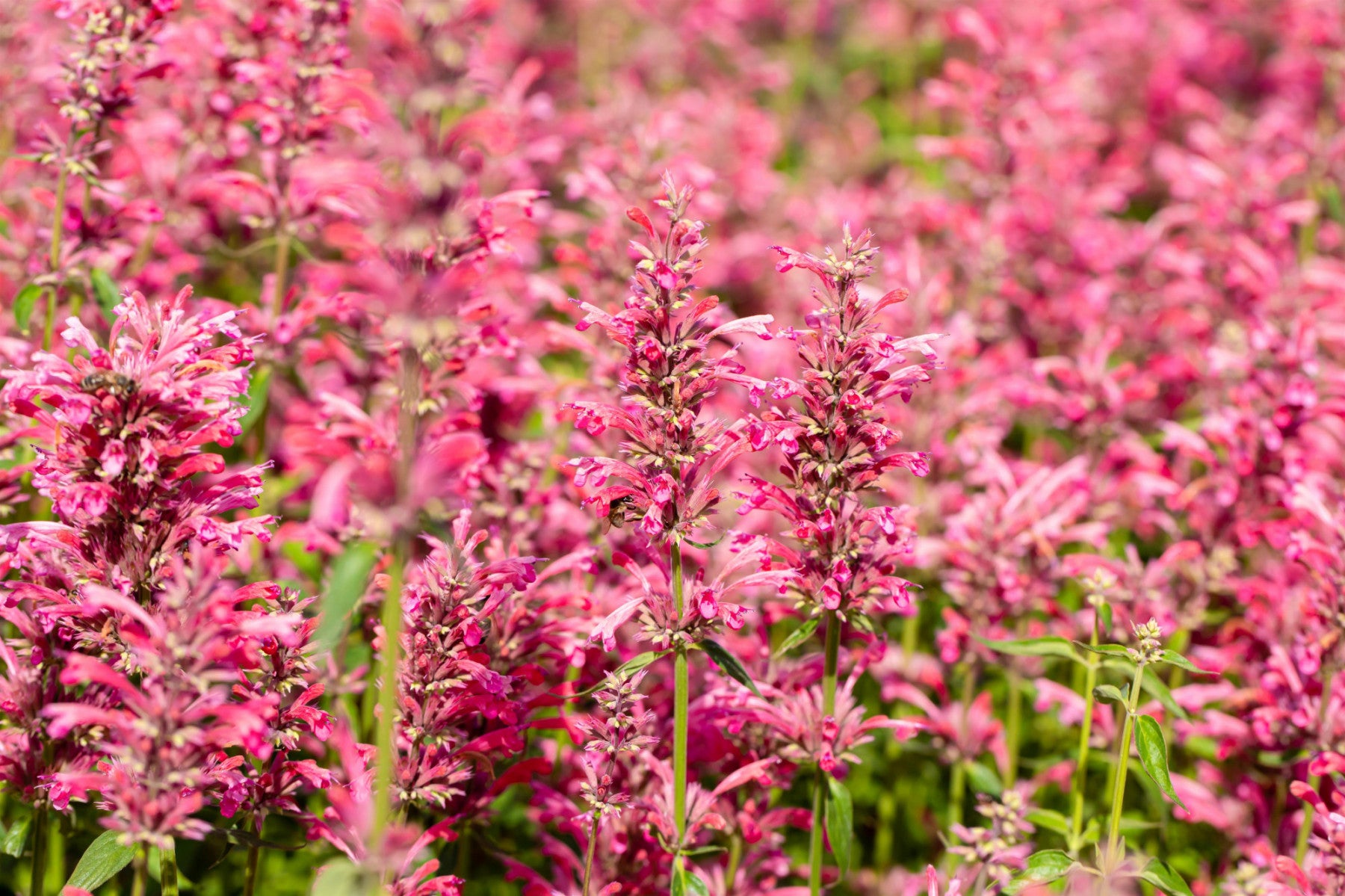 Agastache mexicana 'Red Fortune' (Garten-Duftnessel)