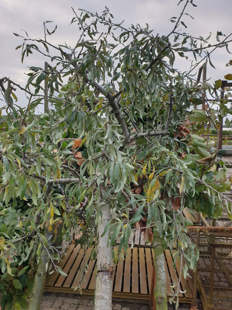 Pyrus salicifolia; vorbereitet für Versand; winterhart; Einsatzmöglichkeit z.B. : Klimabaum;;Pflanzen vom Profi