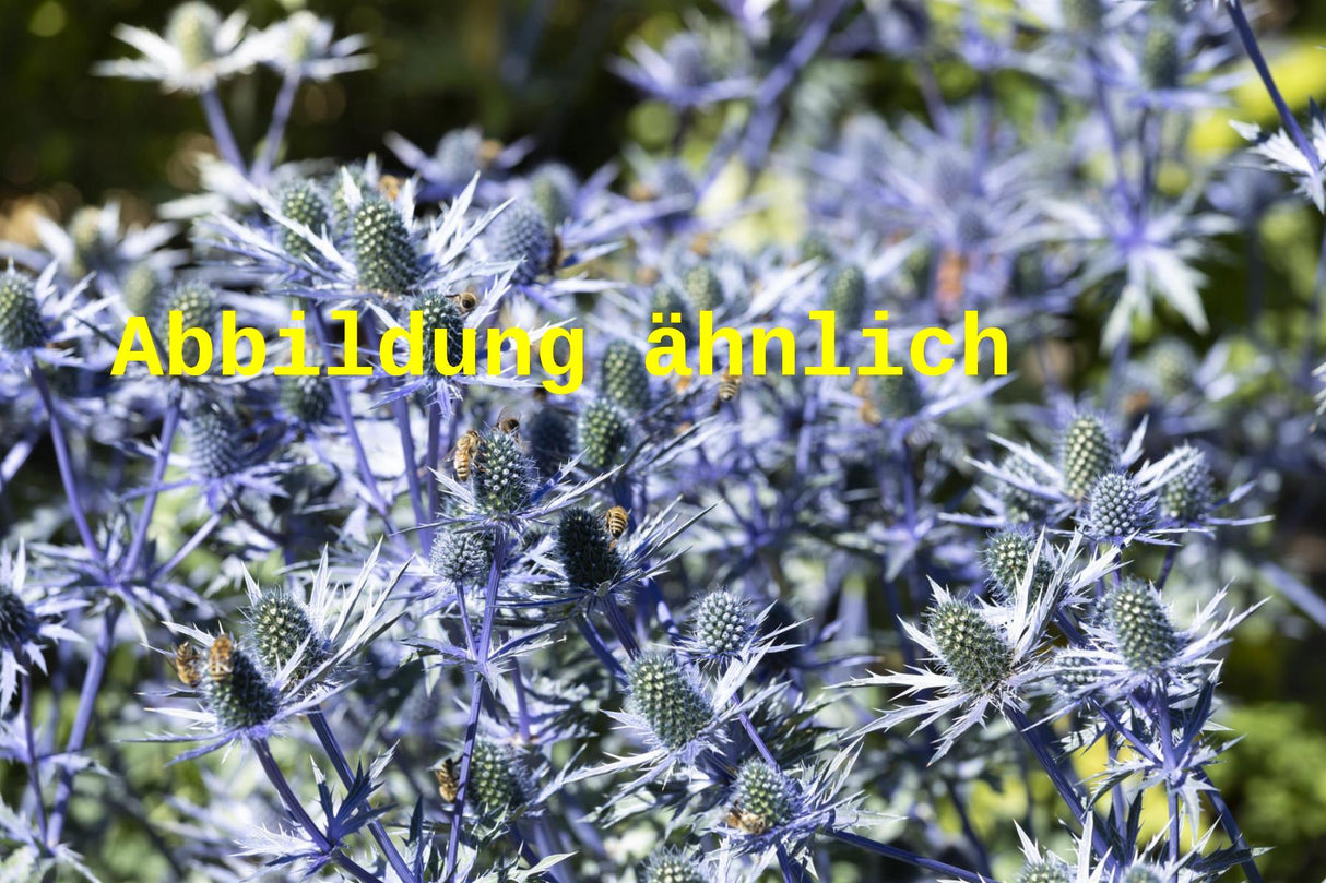 Genaues Foto für Eryngium planum 'Blaukappe' folgt; dieses ähnliche Bild dient der Illustration von Kleiner Garten-Mannstreu