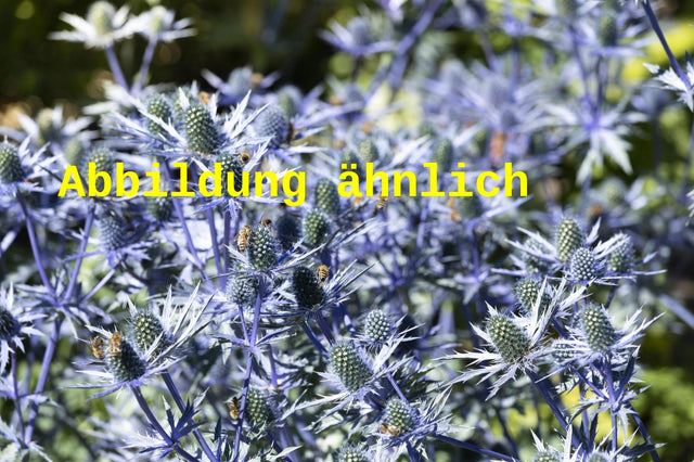 Genaues Foto für Eryngium planum 'Blaukappe' folgt; dieses ähnliche Bild dient der Illustration von Kleiner Garten-Mannstreu