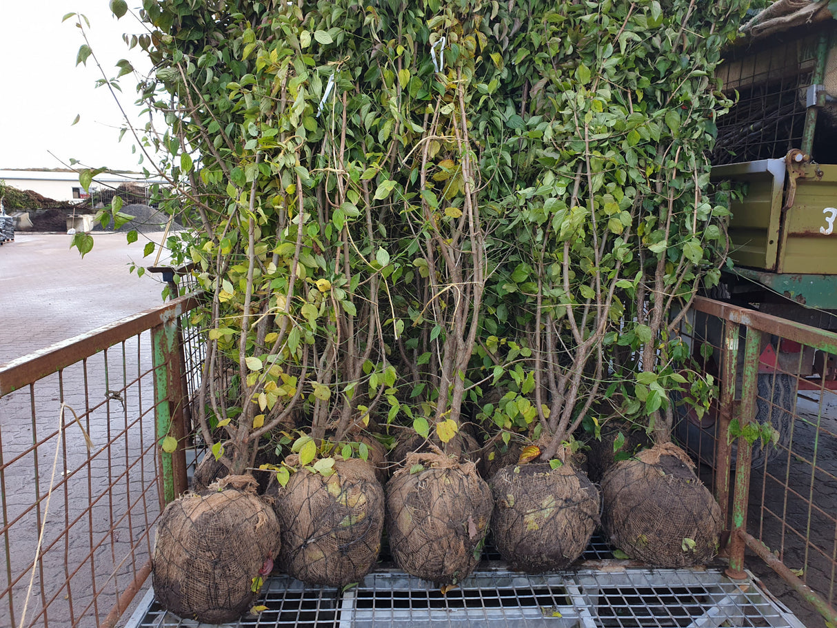 Cornus mas; hier als Ballenpflanze; bietet Vögeln Schutz; Einsatzmöglichkeit z.B. : Windschutzgehölz;;ab 3,02 Euro