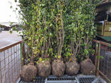 Cornus mas; hier als Ballenpflanze; bietet Vögeln Schutz; Einsatzmöglichkeit z.B. : Windschutzgehölz;;ab 3,02 Euro