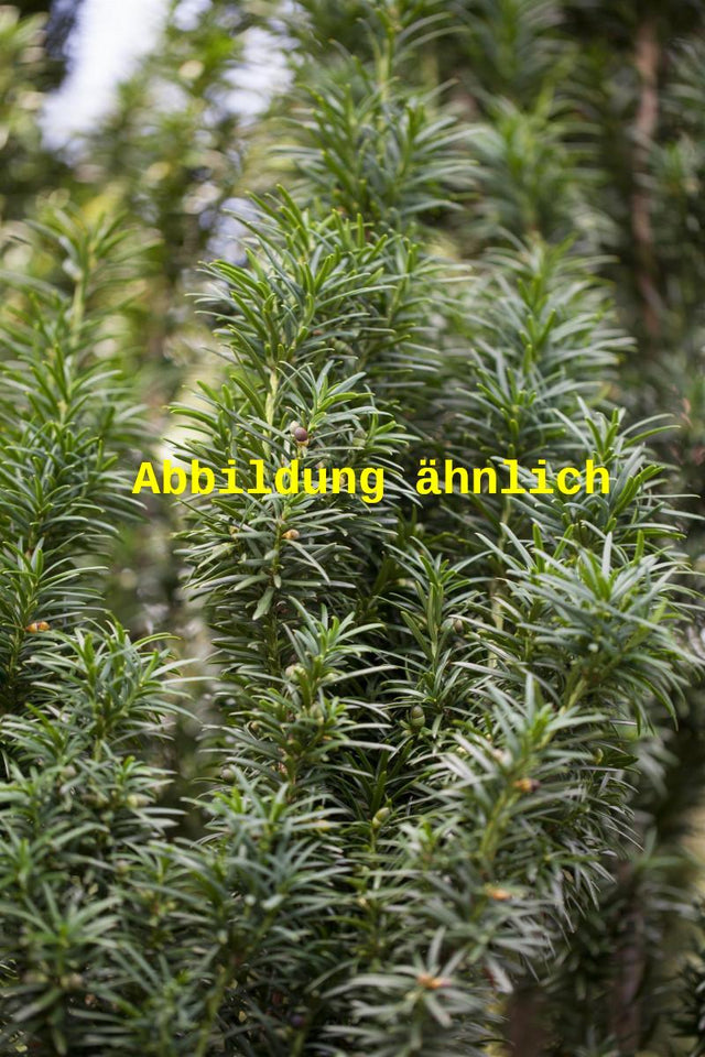 Genaues Foto für Taxus media 'Straight Hedge' folgt; dieses ähnliche Bild dient der Illustration von Spalier-Eibe