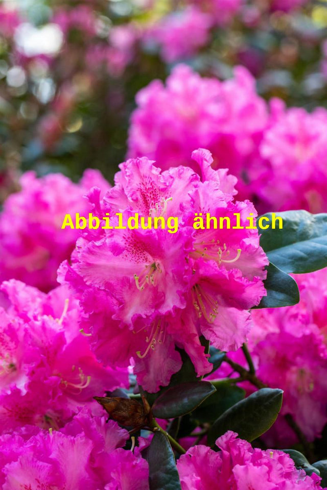Genaues Foto für Rhododendron williams. 'Görlitz' folgt; dieses ähnliche Bild dient der Illustration von Williams. -Rhododendron 'Görlitz'