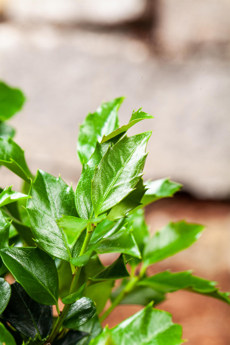 Ilex meserveae 'Blue Maid' (Stechpalme 'Blue Maid' -R-)