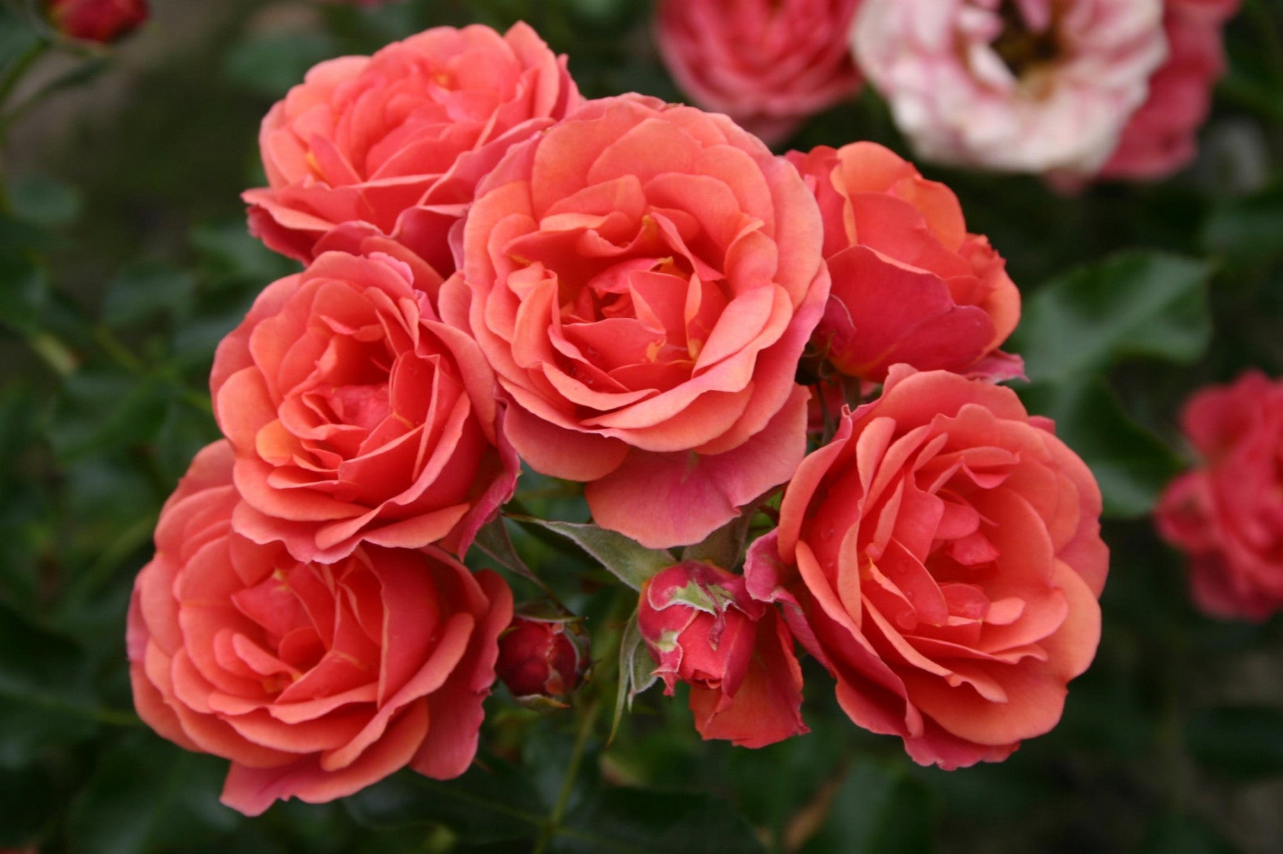 Rosa 'Mandarin 2016' Z (Zwergrose 'Mandarin 2016' -R-)