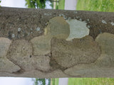 Platanus hispanica; Rinde; stadtklimafest; Einsatzmöglichkeit z.B. : stadtklimafeste Pflanze;;ab 33,30 Euro
