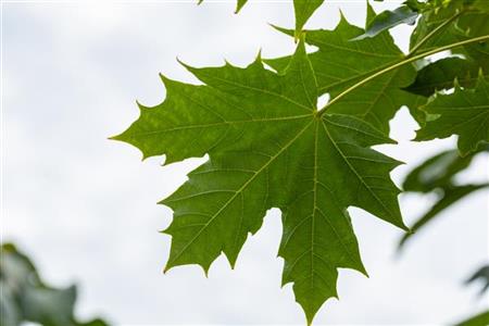 Kugel-Ahorn; hier mit Belaubung; pflegeleicht; Einsatzmöglichkeit z.B. : Straßenbaum; erhältlich mit Stammumfang von 12-14 bis 20-25 cm;;günstig mit Qualität