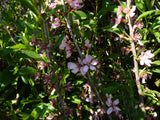 Prunus incisa 'Kojo-no-mai'; hier mit Blüte; winterhart; Einsatzmöglichkeit z.B. : Steingartenpflanze;;günstig mit Qualität