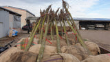 Winterlinde 'Greenspire'; vorbereitet für Versand; winterhart; Einsatzmöglichkeit z.B. : Straßenbaum;;mit zeitnaher Lieferung