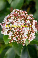 Genaues Foto für Viburnum tinus 'Eve Price' folgt; dieses ähnliche Bild dient der Illustration von Lorbeer-Schneeball 'Eve Price'