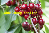 Genaues Foto für Prunus av. 'Büttners Rt. Knorpelk' folgt; dieses ähnliche Bild dient der Illustration von Süßkirsche 'Büttners Rt. Knorpelkirsch'5. KW