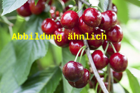 Genaues Foto für Prunus av. 'Büttners Rt. Knorpelk' folgt; dieses ähnliche Bild dient der Illustration von Süßkirsche 'Büttners Rt. Knorpelkirsch'5. KW