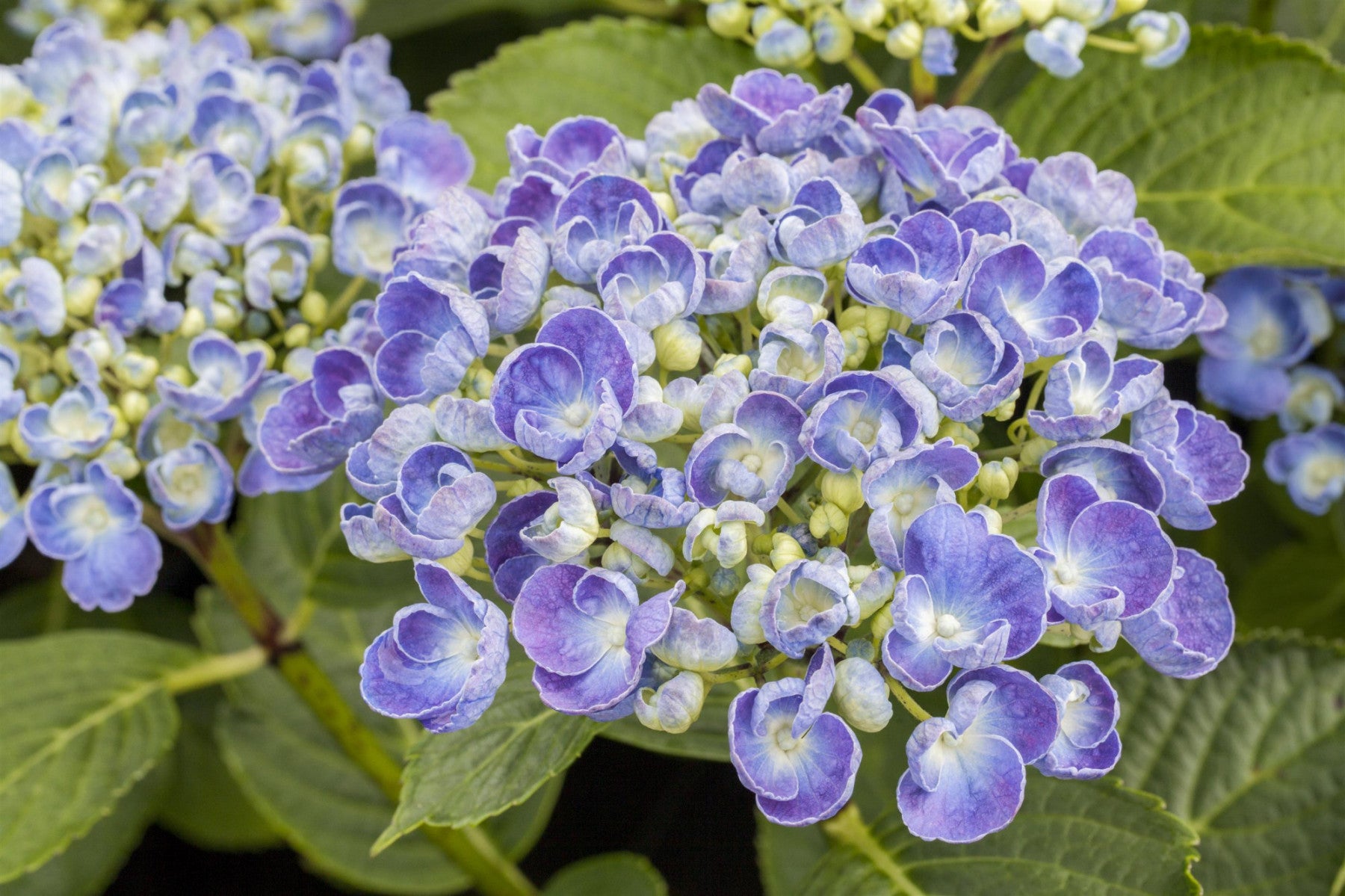 Hydrangea macrophylla 'Ayesha' (Bauernhortensie 'Ayesha')