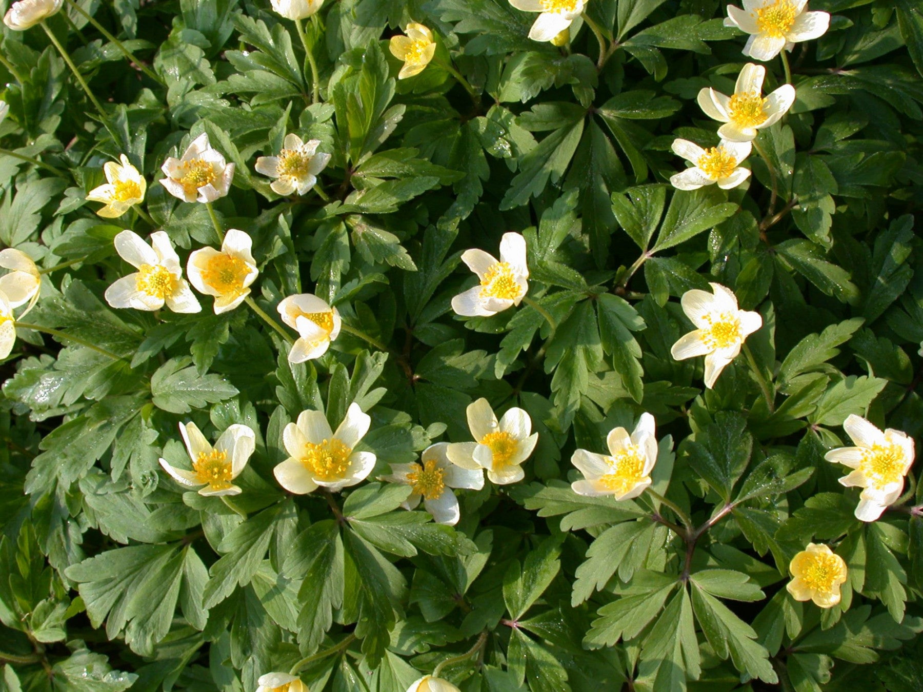 Anemone nemorosa (Busch-Windröschen)