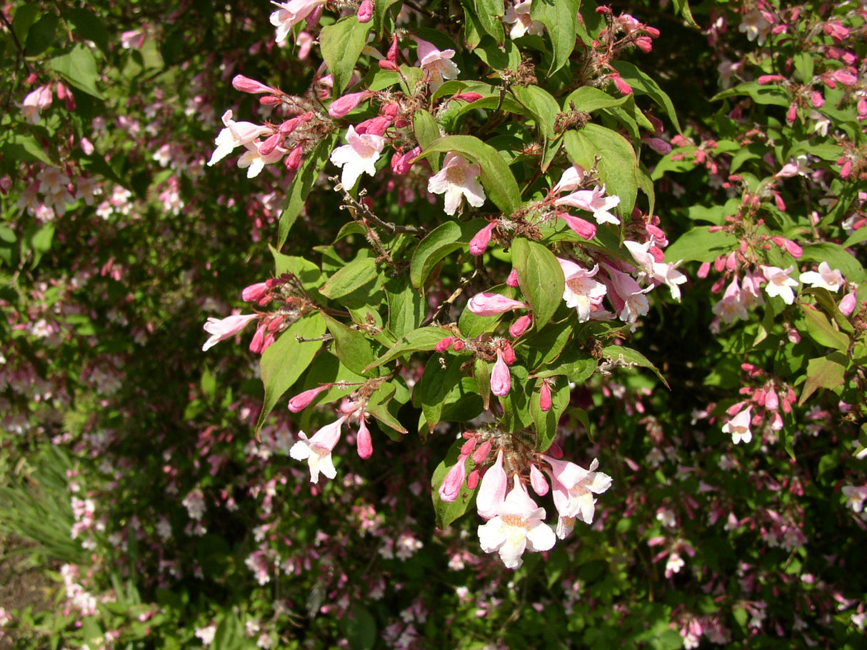 Rosa Weigelie; hier mit Blüte; attraktive Blüten; Einsatzmöglichkeit z.B. : Bienenweide; erhältlich von 40-60 bis 150-200 cm;;hier kaufen