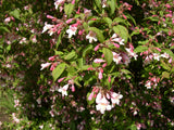 Rosa Weigelie; hier mit Blüte; attraktive Blüten; Einsatzmöglichkeit z.B. : Bienenweide; erhältlich von 40-60 bis 150-200 cm;;hier kaufen