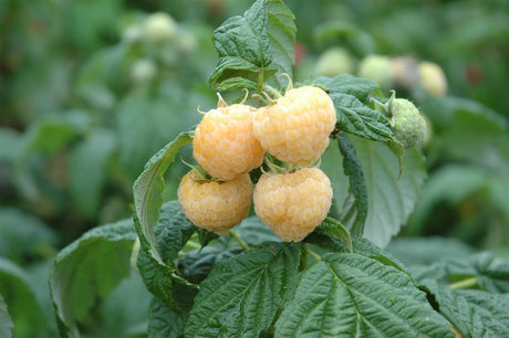 Himbeere 'Golden Everest'; mit Früchten/Fruchtbehang; hoher Ertrag; Einsatzmöglichkeit z.B. : Bauerngarten;;hier kaufen