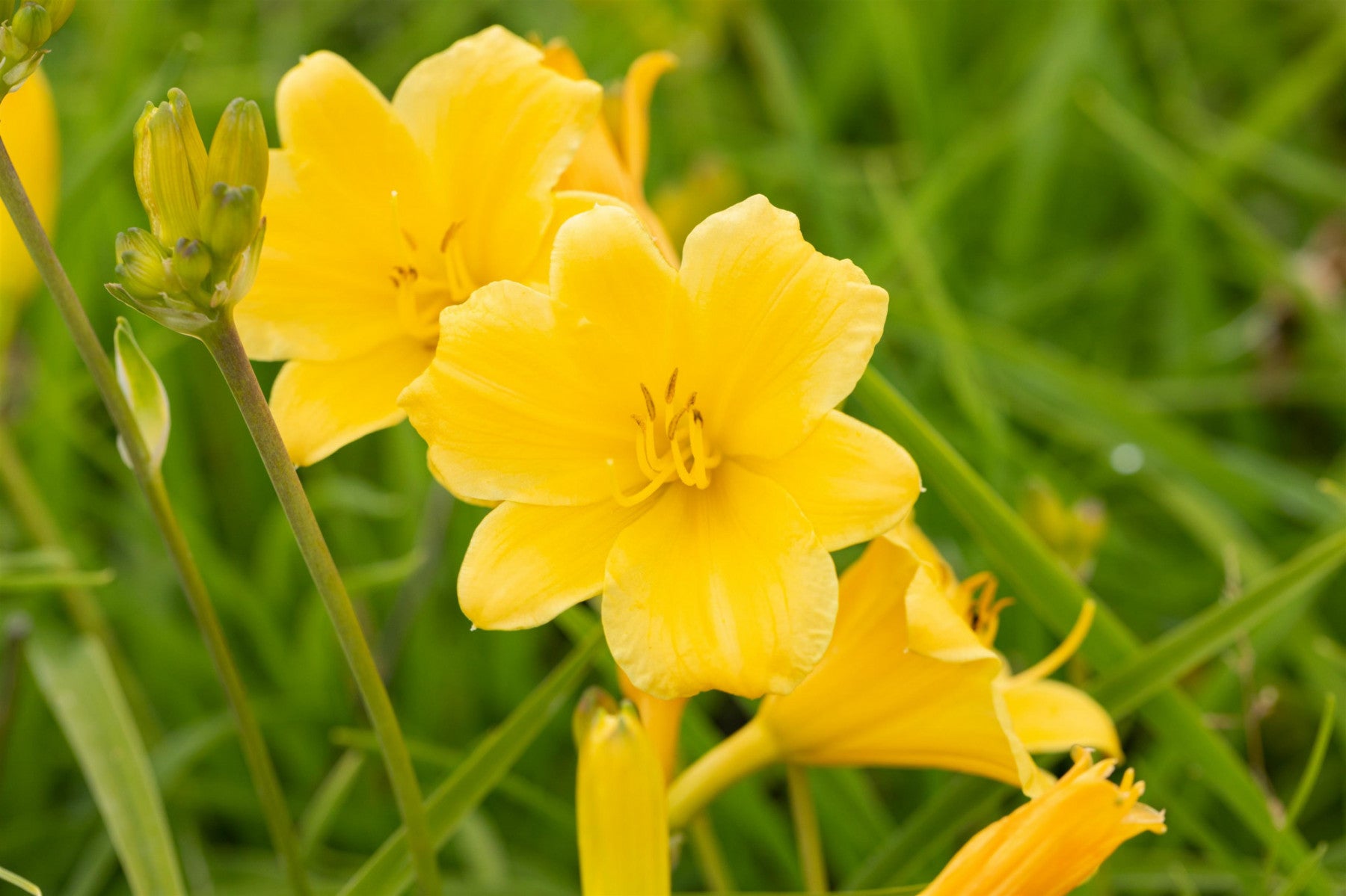 Hemerocallis x cult. 'Stella de Oro' (Garten-Taglilie)