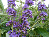 Sommerflieder 'Empire Blue'; hier mit Blüte; pflegeleicht; Einsatzmöglichkeit z.B. : Schmetterlingsstrauch; erhältlich von 60-100 bis 125-150 cm;;hier kaufen