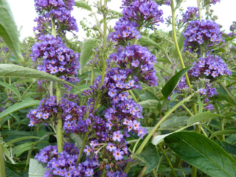 Sommerflieder 'Empire Blue'; hier mit Blüte; pflegeleicht; Einsatzmöglichkeit z.B. : Schmetterlingsstrauch; erhältlich von 60-100 bis 125-150 cm;;hier kaufen