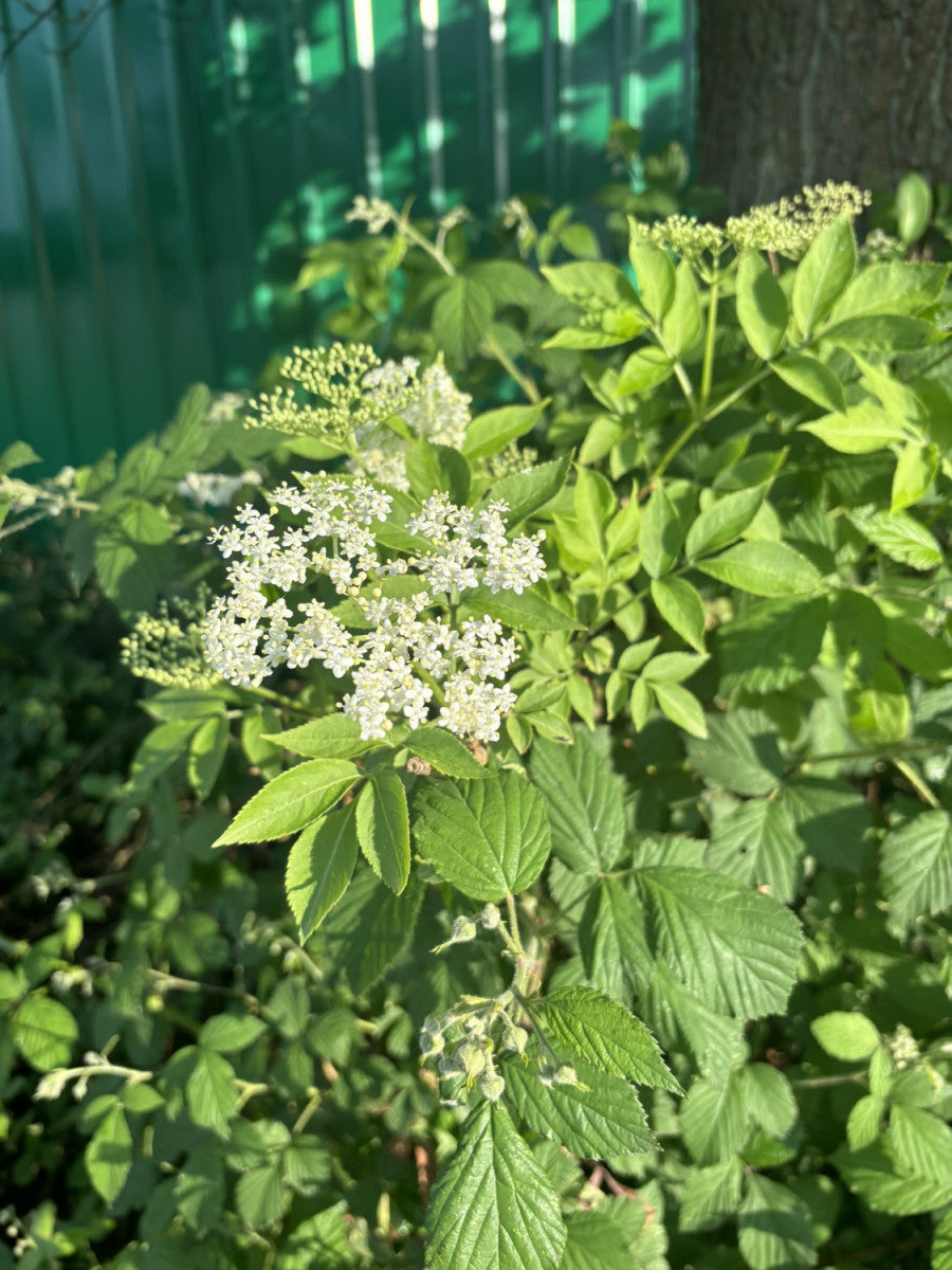 Gefüllter Sternchenstrauch; hier mit Blüte; pflegeleicht; Einsatzmöglichkeit z.B. : Beet; erhältlich von 40-60 bis 200-250 cm;;hier kaufen