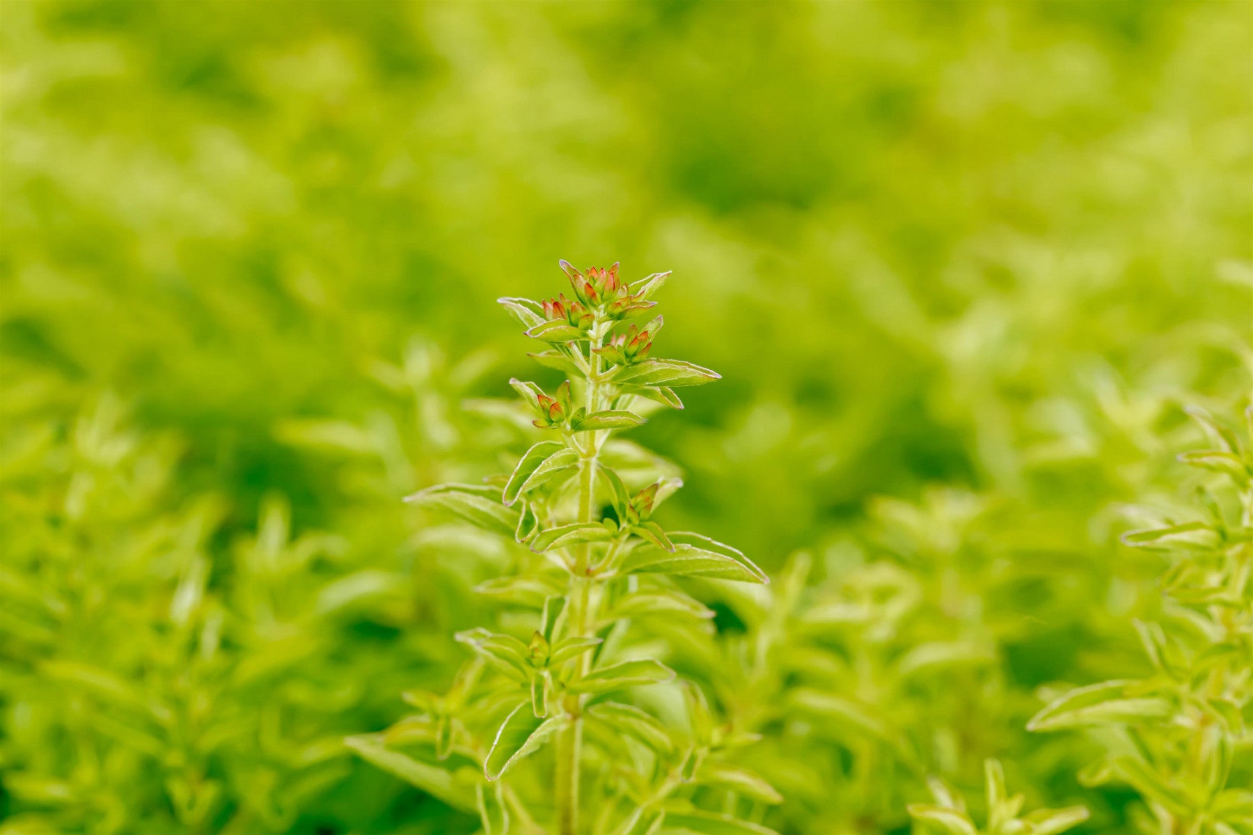 Origanum vulgare 'Compactum' (Garten-Dost)