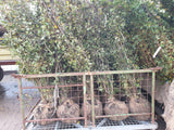Mehldorn; hier als Ballenpflanze; winterhart; Einsatzmöglichkeit z.B. : Wildgehölz;;mit zeitnaher Lieferung