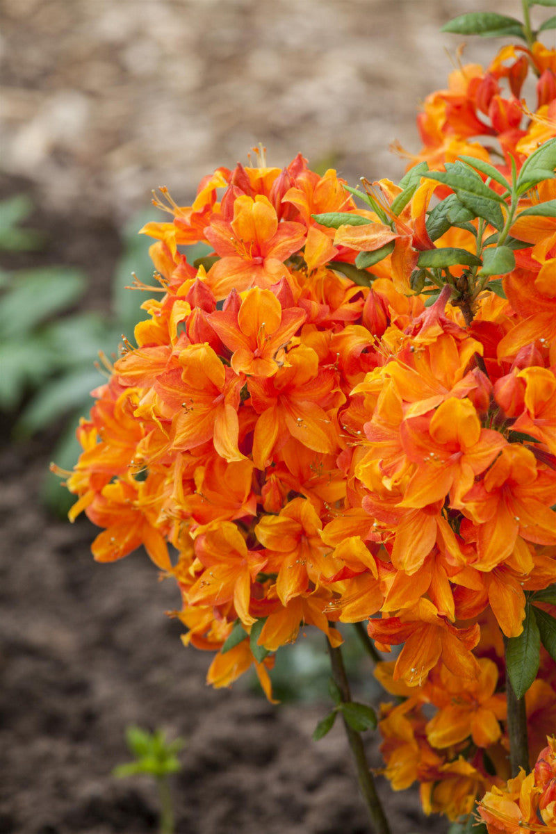 Rhododendron lut. 'Golden Eagle' (Sommergrüne Azalee 'Golden Eagle')