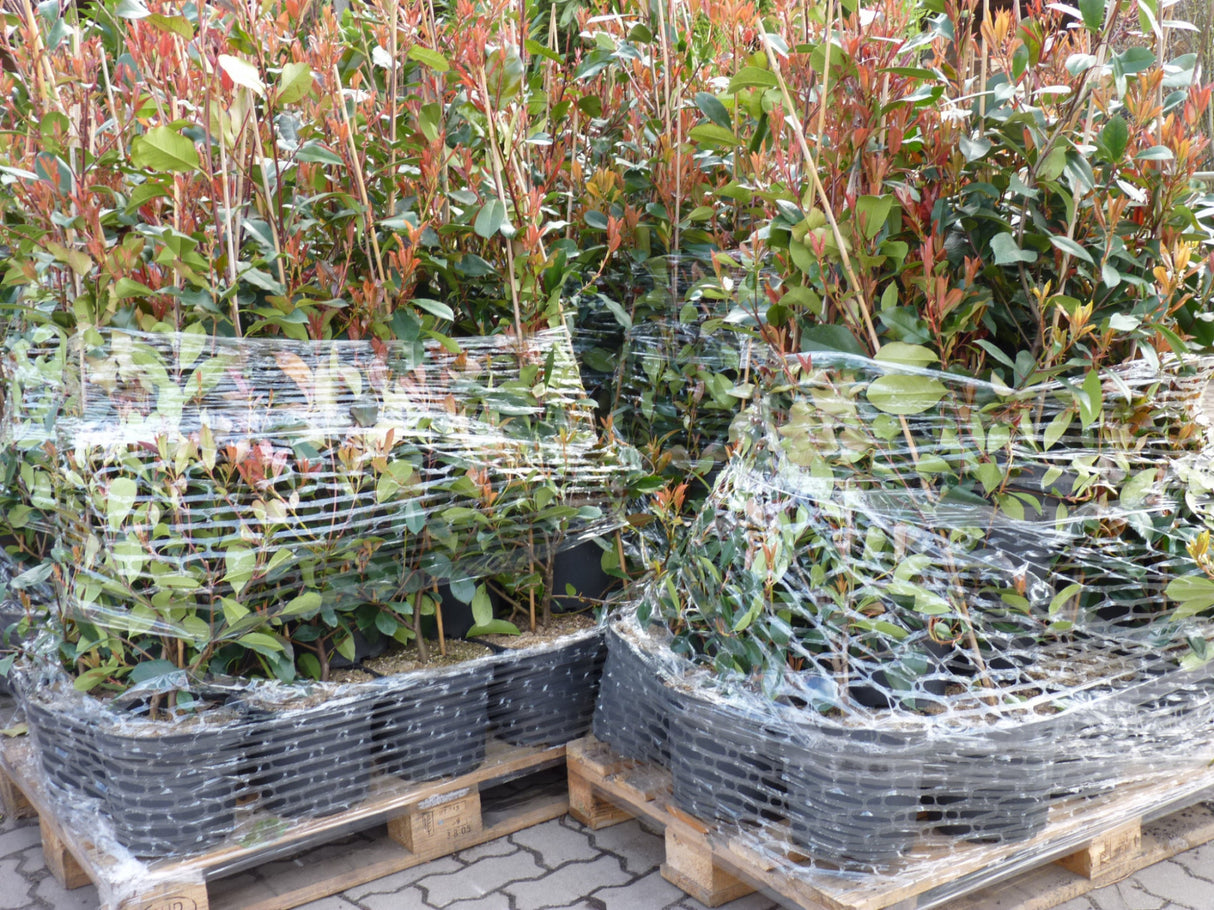 Photinia fraseri 'Red Robin'; vorbereitet für Versand; bienenfreundlich; Einsatzmöglichkeit z.B. : Ziergehölz;;ab 28,40 Euro