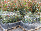 Photinia fraseri 'Red Robin'; vorbereitet für Versand; bienenfreundlich; Einsatzmöglichkeit z.B. : Ziergehölz;;ab 28,40 Euro
