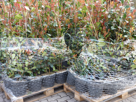 Photinia fraseri 'Red Robin'; vorbereitet für Versand; bienenfreundlich; Einsatzmöglichkeit z.B. : Ziergehölz;;ab 28,40 Euro