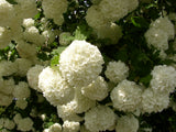 Wasser-Schneeball; hier mit Blüte; winterhart; Einsatzmöglichkeit z.B. : Vogelnährgehölz;;mit zeitnaher Lieferung