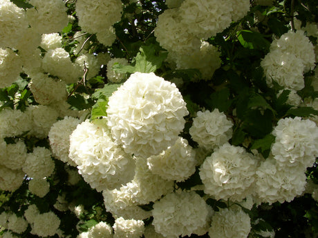 Wasser-Schneeball; hier mit Blüte; winterhart; Einsatzmöglichkeit z.B. : Vogelnährgehölz;;mit zeitnaher Lieferung