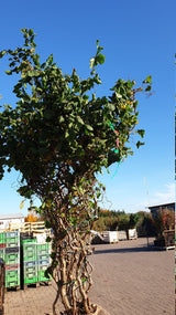 Synonym (alte Bezeichnung): Corylus avellana 'Contorta'; vorbereitet für Versand; dekorativ; Einsatzmöglichkeit z.B. : Solitärgehölz;;ab 35,10 Euro